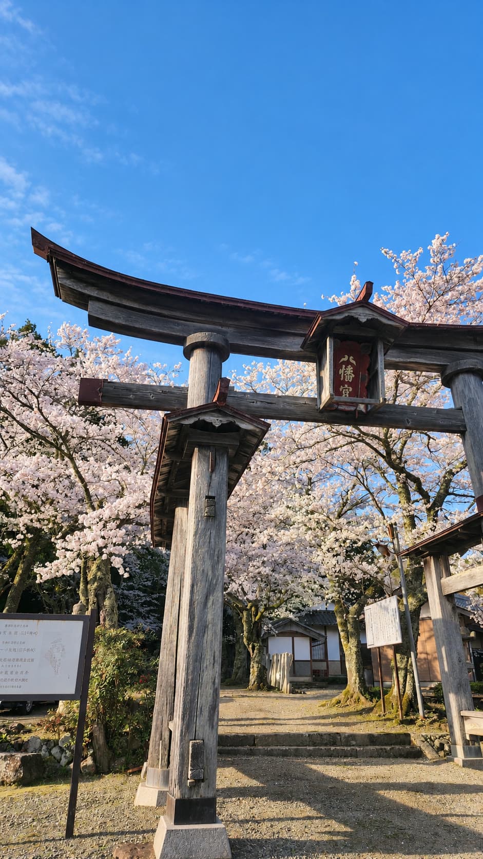 青空と満開の桜に囲まれた木の鳥居