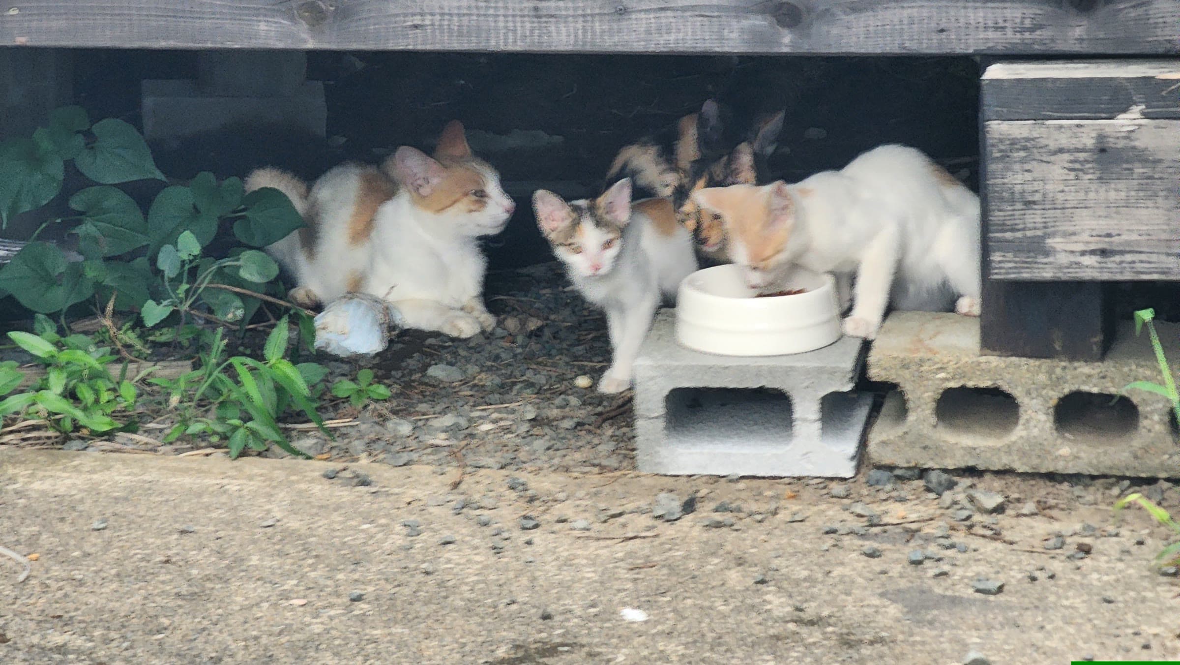 風山舎の軒下で水を飲む猫たち